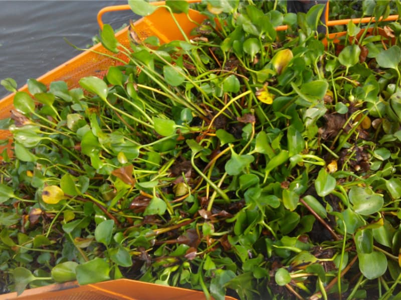 Nave per la pulizia automatica dell'acqua/Raccolta di alghe acquatiche/Barca per la raccolta dei rifiuti